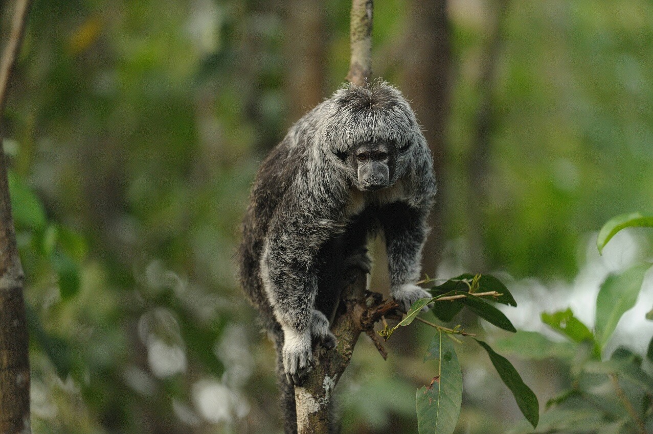 Menor macaco do mundo, que vive na Amazônia, é dividido em duas espécies e  não uma