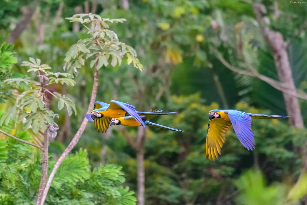 blue macaw